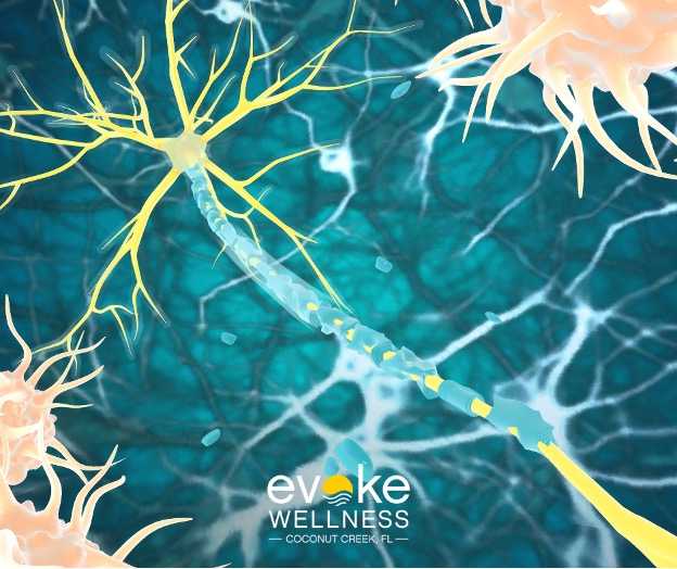 nerve endings and neurons connect within the parasympathetic nervous system