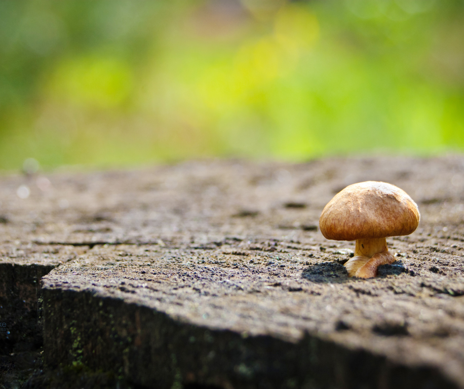 image of a hallucinogenic mushroom as an explanation for what is DMT?